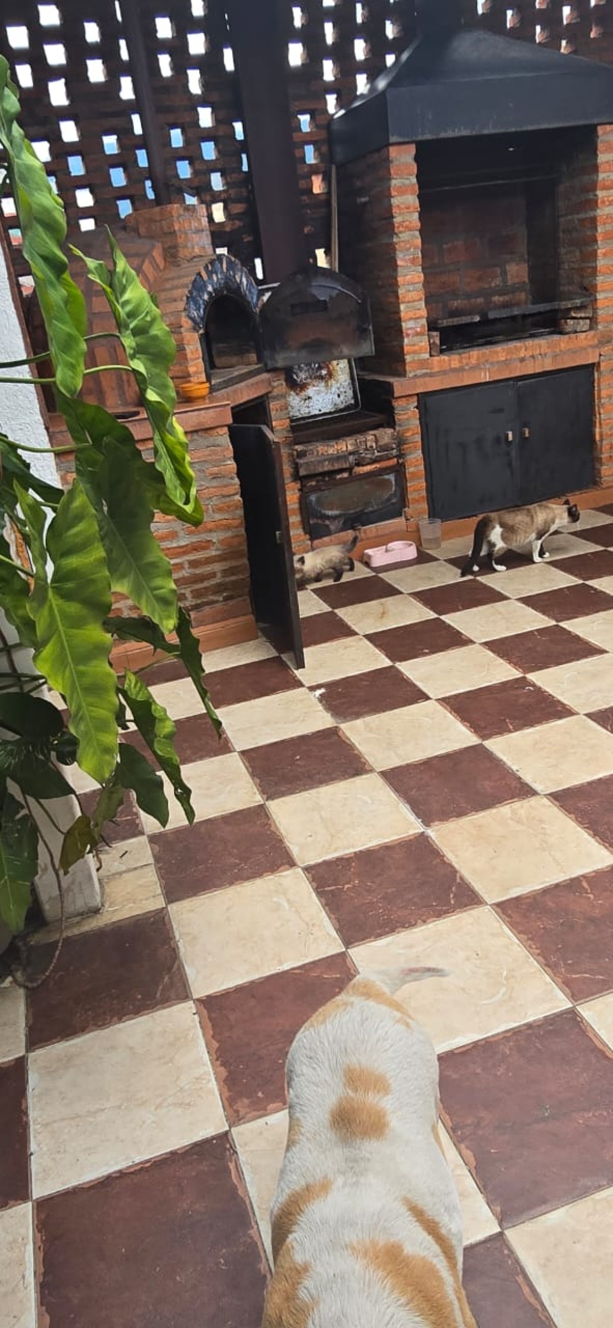 Miniatura 9